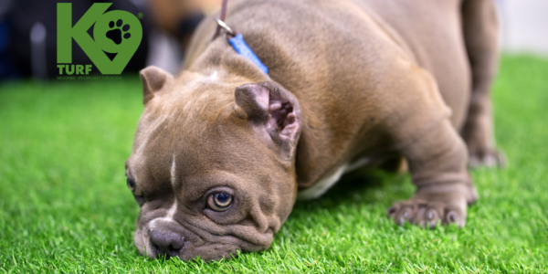 dog blog v2